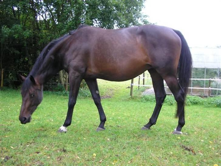 Dansk Varmblod intuition 'SOLGT - fuld figur fra folden billede 12