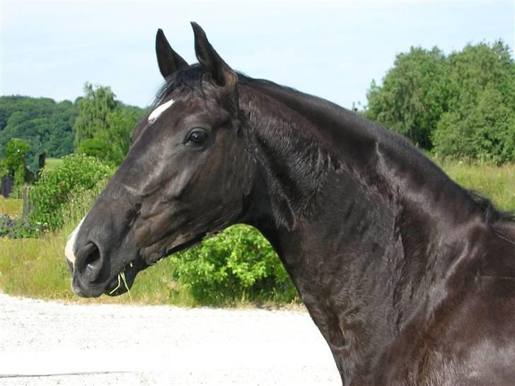 Dansk Varmblod Englunds Diana *DØD* - potræt billede 1