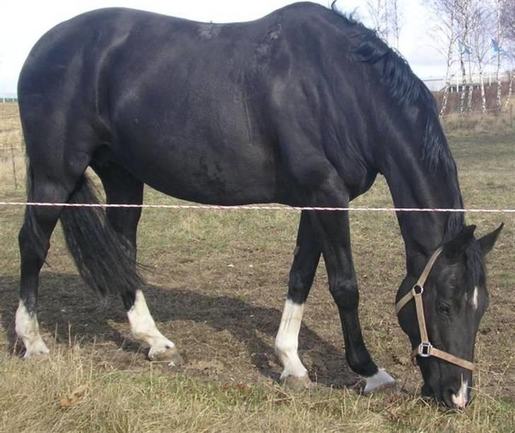 Dansk Varmblod Englunds Diana *DØD* - på folden billede 2
