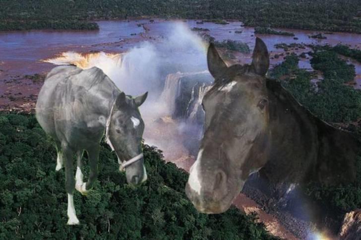 Dansk Varmblod Englunds Diana *DØD* - redigeret billede 3