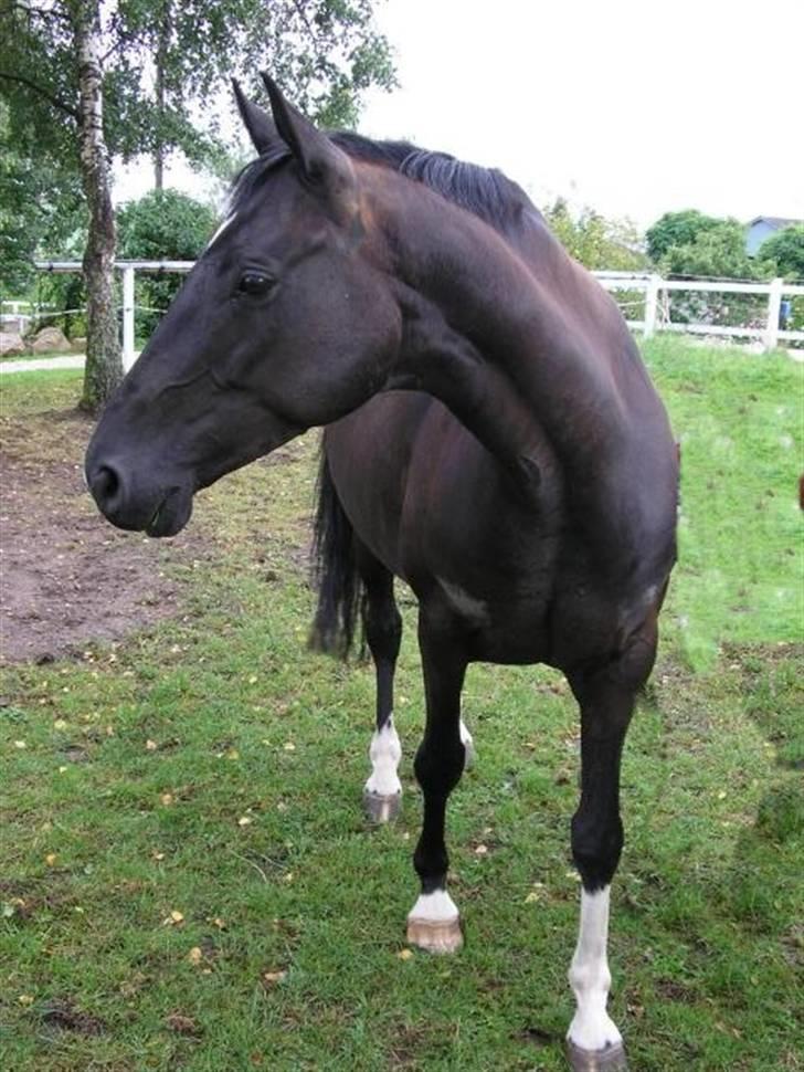 Dansk Varmblod Englunds Diana *DØD* - på folden ser efter hendes føl billede 4