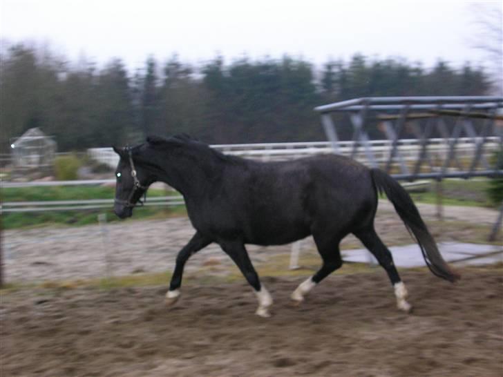 Dansk Varmblod Englunds Diana *DØD* - på jordfolden billede 5