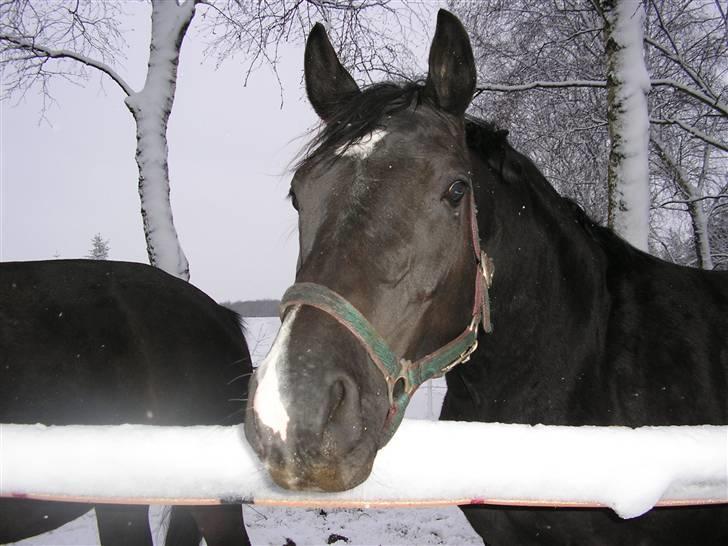 Dansk Varmblod Englunds Diana *DØD* - en vinterdag billede 6