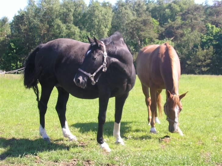 Dansk Varmblod Englunds Diana *DØD* - på folden med athene billede 7
