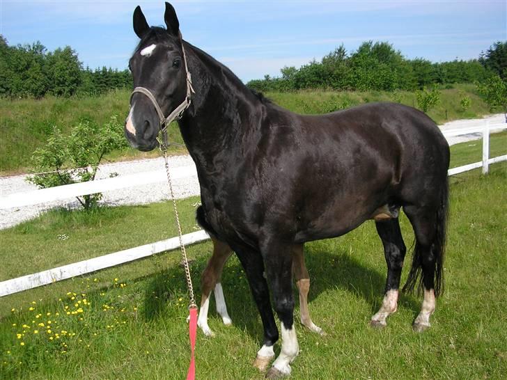 Dansk Varmblod Englunds Diana *DØD* - malker føllet billede 8
