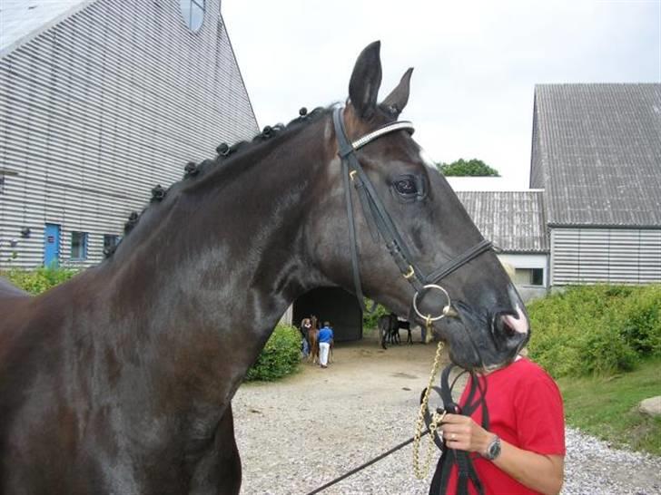 Dansk Varmblod Englunds Diana *DØD* - følskue på wilhelsborg billede 9