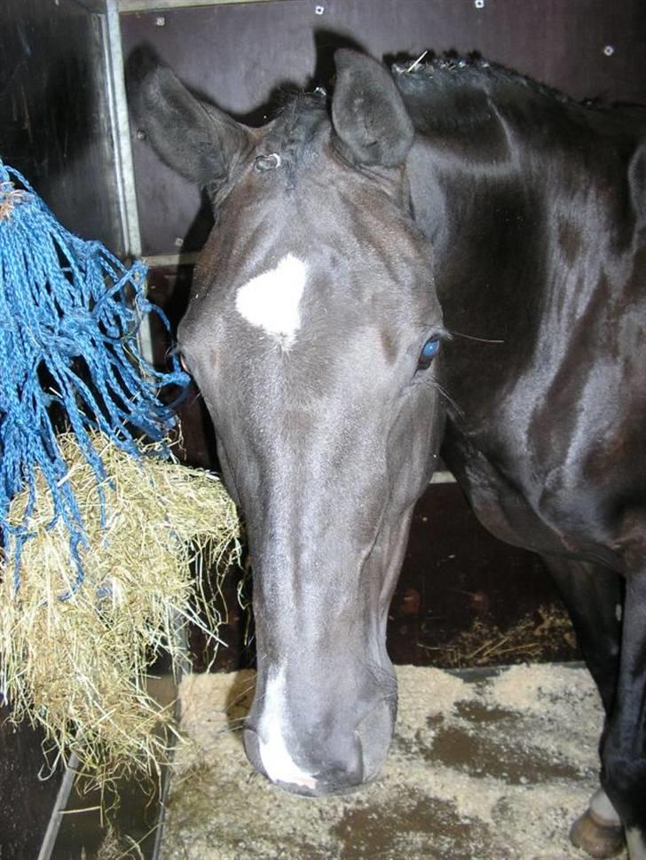 Dansk Varmblod Englunds Diana *DØD* - på følauktion i Ålborg billede 10