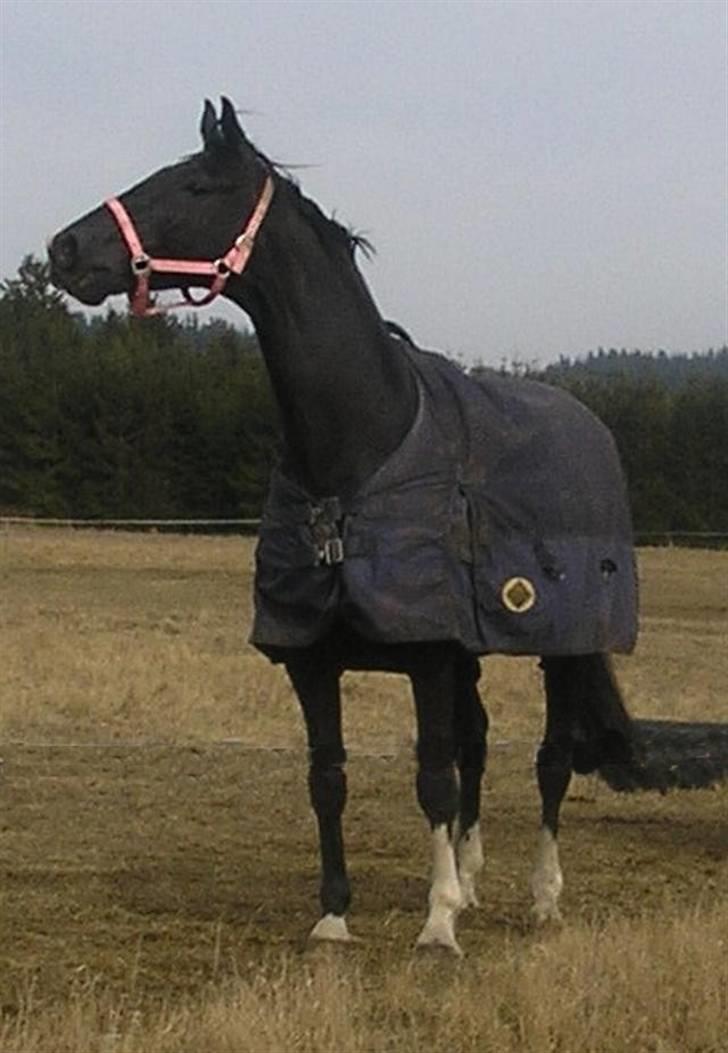 Dansk Varmblod Englunds Diana *DØD* - skal lige vise sig og kalde billede 11