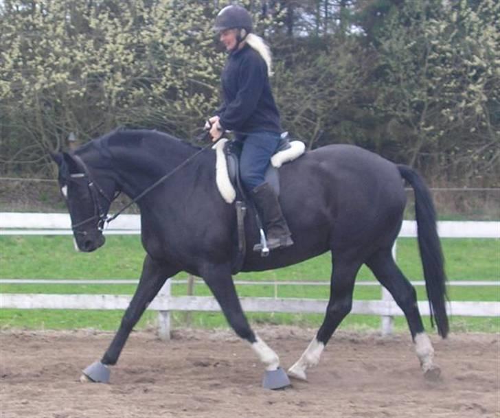 Dansk Varmblod Englunds Diana *DØD* - igen et stort TAB billede 14