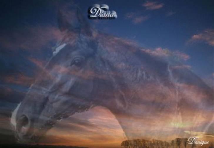 Dansk Varmblod Englunds Diana *DØD* - i himlen hører du til min elskede Diana billede 15