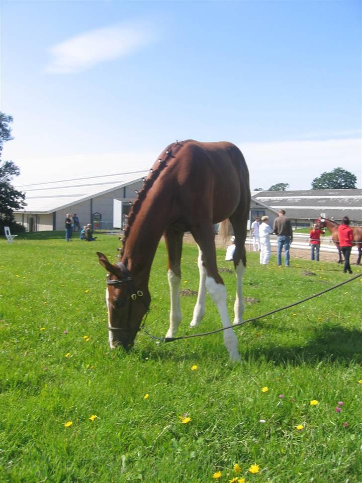 Dansk Varmblod Stald Holm's Flying sky - Græsset er altid godt billede 2