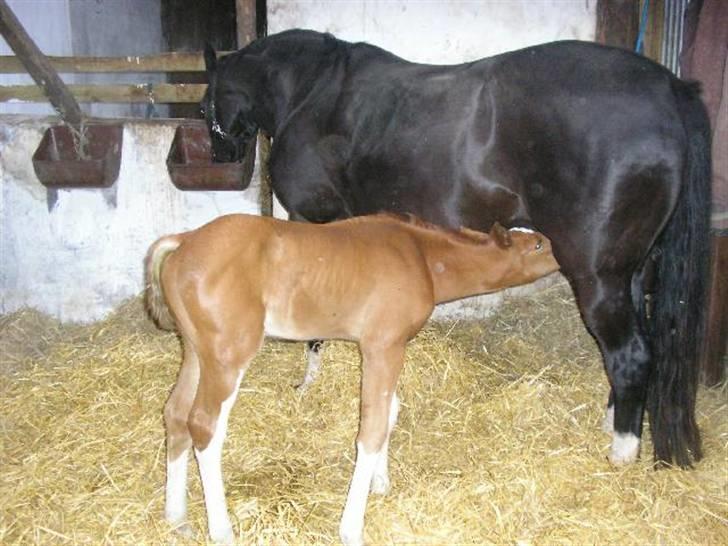 Dansk Varmblod Stald Holm's Flying sky - Et billede vi aldrig vil glemme! Flying sky og Diana billede 8