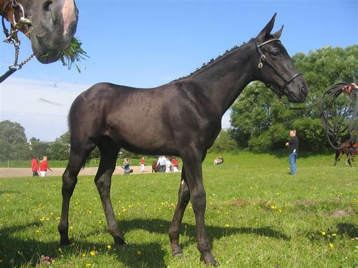 Dansk Varmblod Dark Darri SOLGT - fra følskuet billede 1
