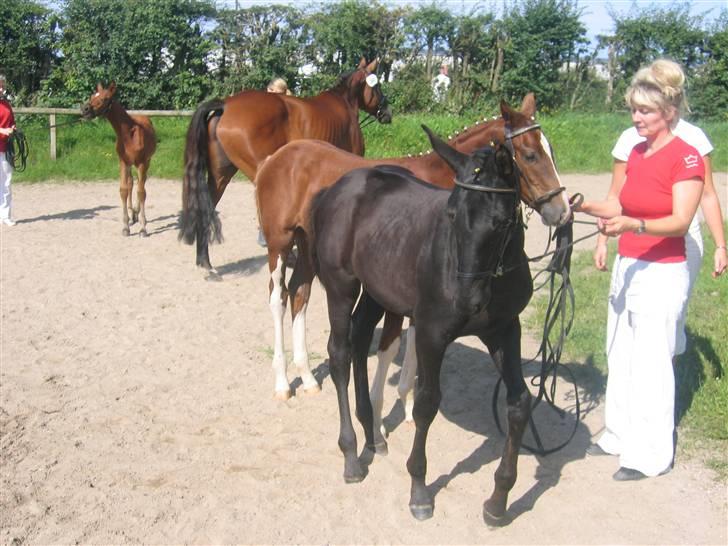 Dansk Varmblod Dark Darri SOLGT - fra følskuet i Ålborg billede 2