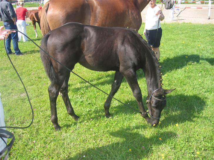Dansk Varmblod Dark Darri SOLGT - pausen i Ålborg billede 3
