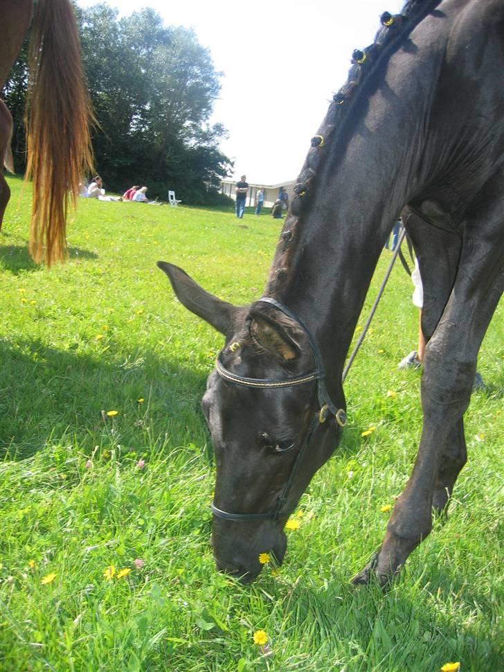Dansk Varmblod Dark Darri SOLGT - men guld elastikker billede 4