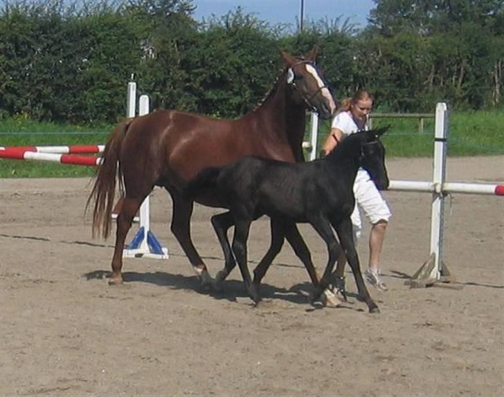 Dansk Varmblod Dark Darri SOLGT - far på billede 5