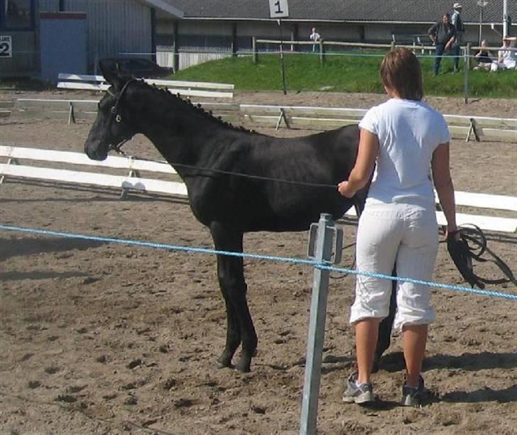 Dansk Varmblod Dark Darri SOLGT - opstilling er noget træt billede 6