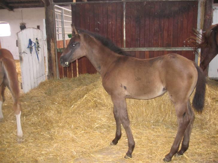 Dansk Varmblod Dark Darri SOLGT - fo blot nogle uger siden med følpels billede 7