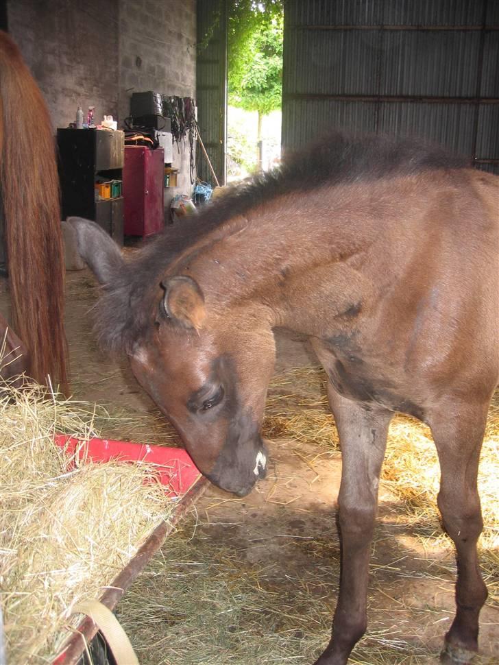 Dansk Varmblod Dark Darri SOLGT - hygge på stald gange billede 8
