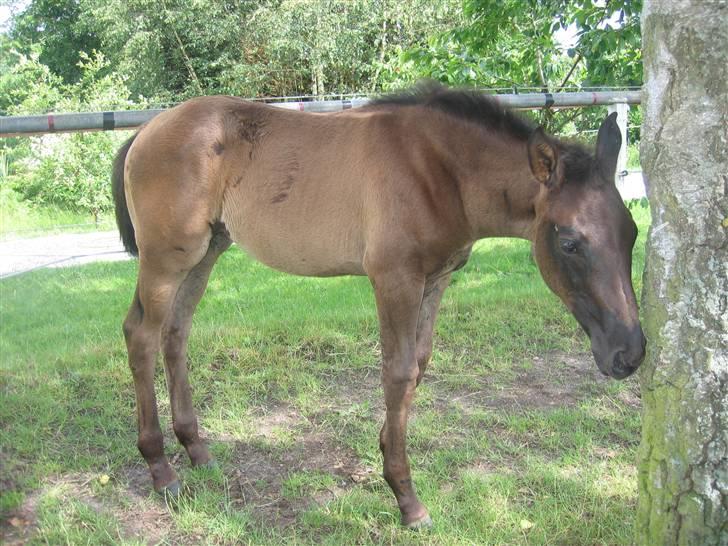 Dansk Varmblod Dark Darri SOLGT - på folden billede 9