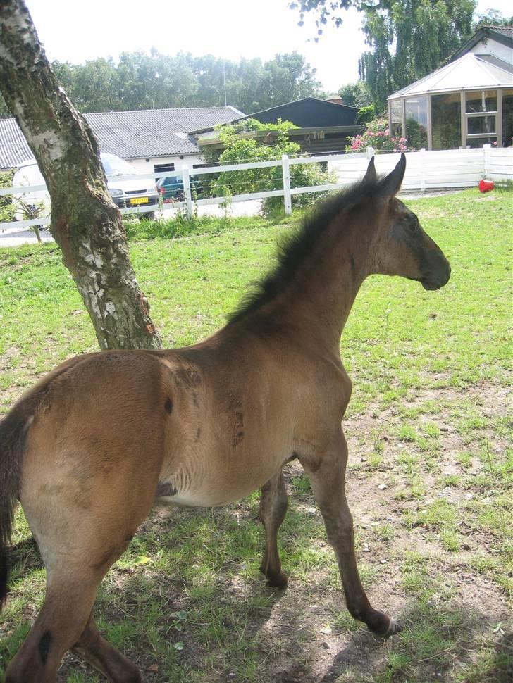 Dansk Varmblod Dark Darri SOLGT - spændende ting billede 10