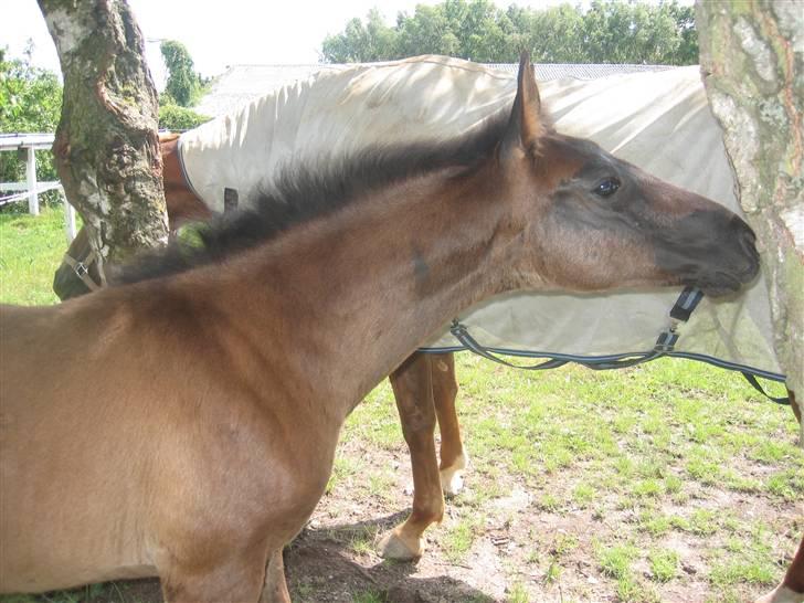 Dansk Varmblod Dark Darri SOLGT - hej mor billede 11