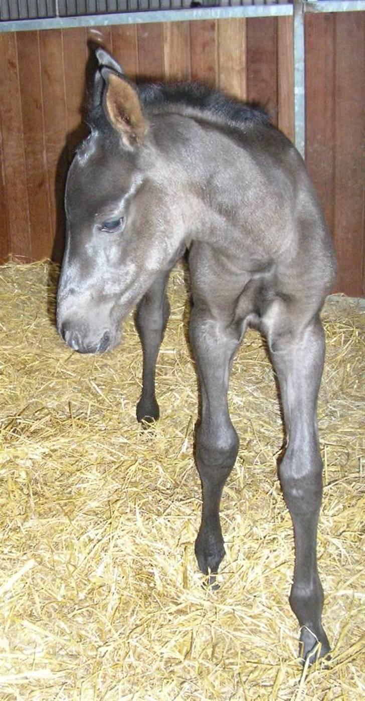 Dansk Varmblod Dark Darri SOLGT - et par dage gammel billede 12