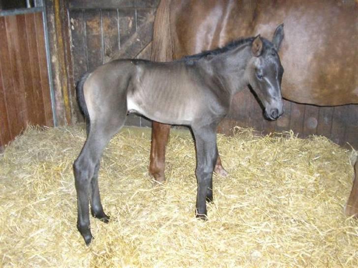 Dansk Varmblod Dark Darri SOLGT - dagen efter billede 13