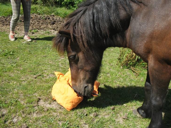 Shetlænder Mikkie RIP. 10 november  - Mikkie spiser til min orange kingsland jakke :P billede 19