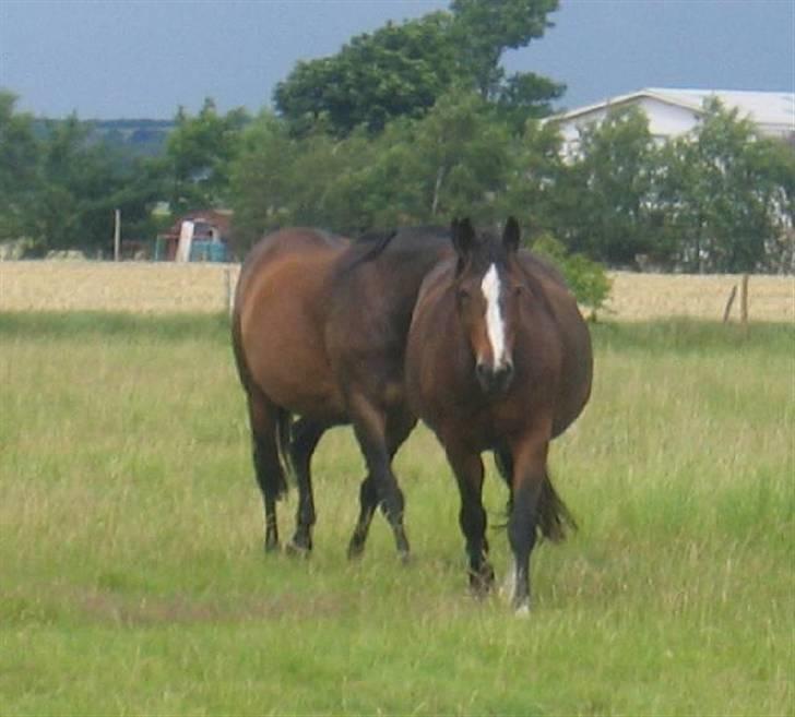 Dansk Varmblod Rubiola R.I.P. - rubber og shannon kommer for at få mad billede 7