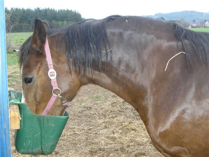 Dansk Varmblod Rubiola R.I.P. - mad på folden billede 8