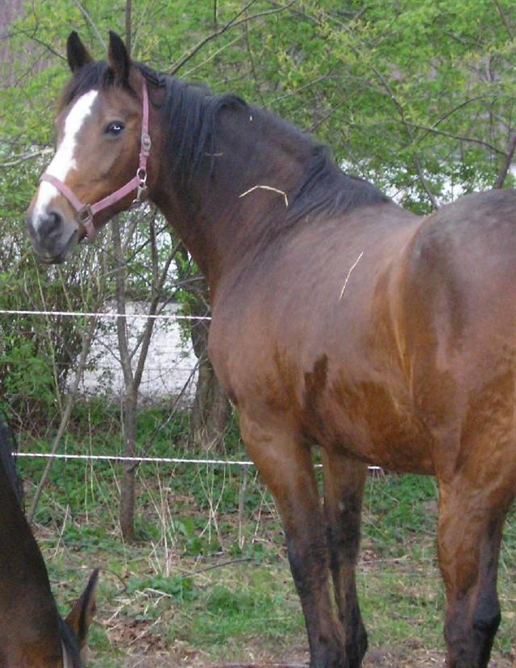 Dansk Varmblod Rubiola R.I.P. - en uvant lyd kan få hende til at kigge og lytte billede 9