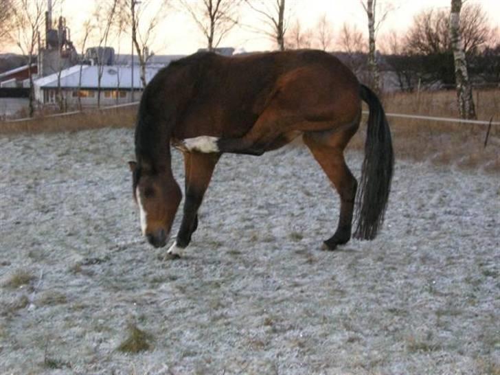 Dansk Varmblod Rubiola R.I.P. - der var lige noget der kløede billede 10