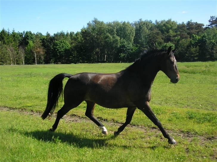 Dansk Varmblod Rob Roy, *DØD* - på folden billede 1