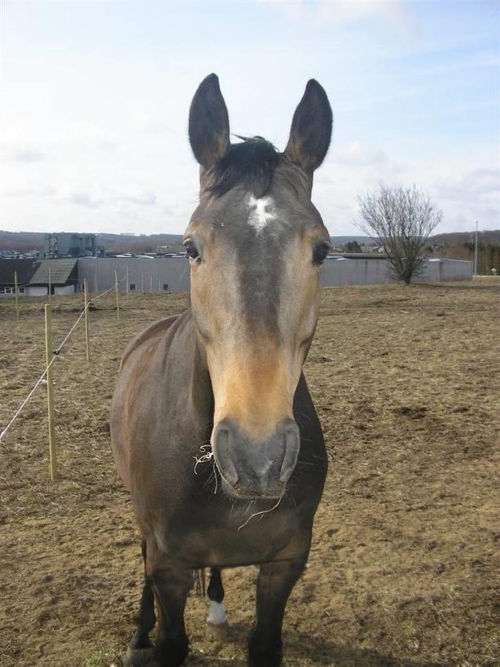 Dansk Varmblod Rob Roy, *DØD* - på efterårsfolden billede 2