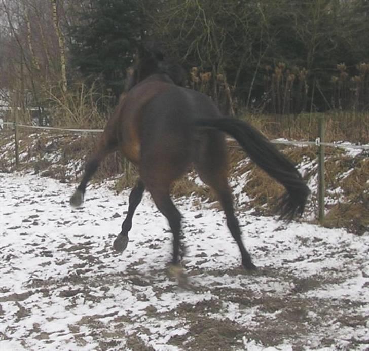 Dansk Varmblod Rob Roy, *DØD* - buker billede 3