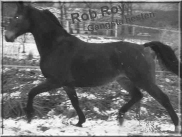 Dansk Varmblod Rob Roy, *DØD* - sort hvid  billede 4