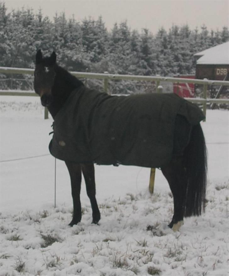 Dansk Varmblod Rob Roy, *DØD* - vinter billede 5