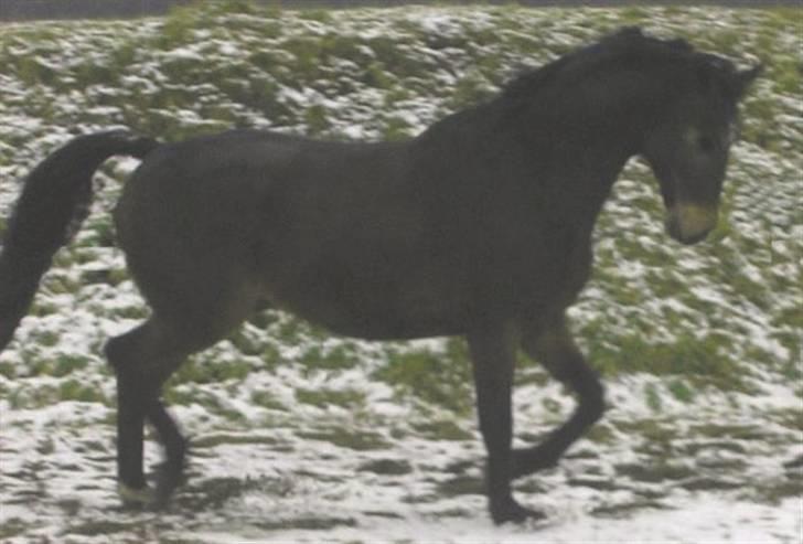 Dansk Varmblod Rob Roy, *DØD* - leg på jordfolden billede 6