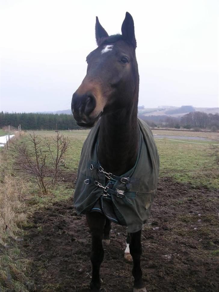 Dansk Varmblod Rob Roy, *DØD* - venter på de andre kommer billede 7