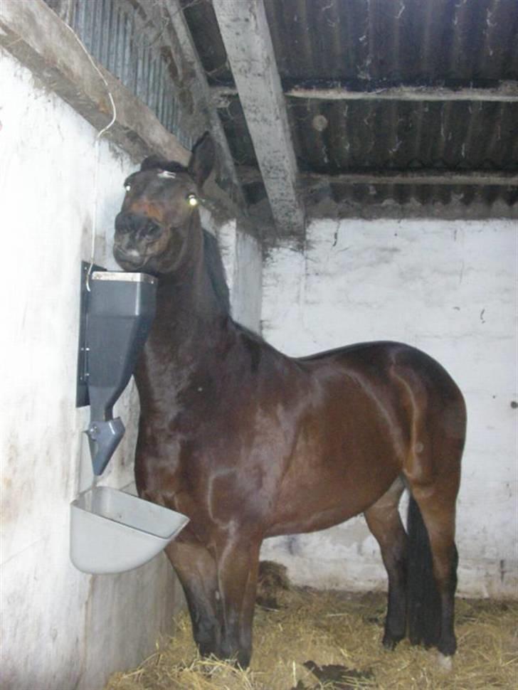 Dansk Varmblod Rob Roy, *DØD* - jeg kan lige nå ovenpå foderautomaten så behøver jeg ikke vente billede 8