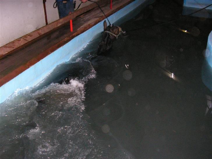 Dansk Varmblod Rob Roy, *DØD* - i svømmetræning billede 9