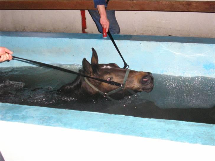 Dansk Varmblod Rob Roy, *DØD* - puuh det er hård billede 10