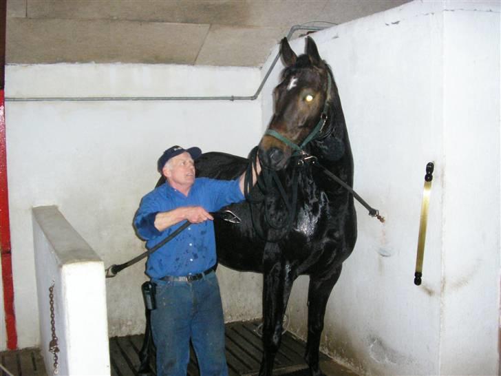Dansk Varmblod Rob Roy, *DØD* - så skal man tørres billede 11