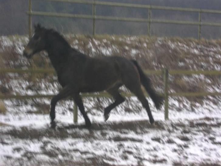 Dansk Varmblod Rob Roy, *DØD* billede 12