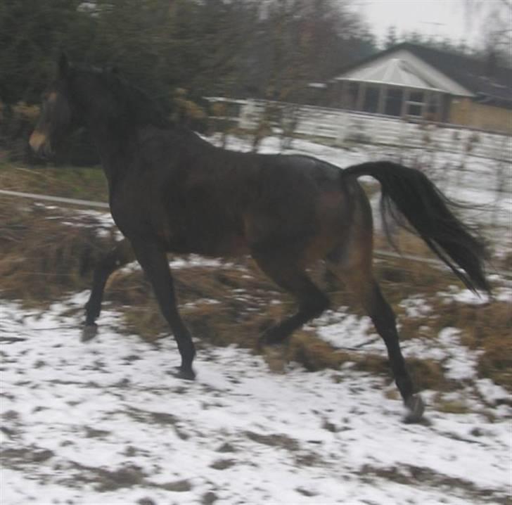 Dansk Varmblod Rob Roy, *DØD* - på jord folden billede 13