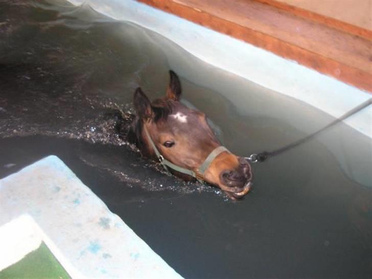 Dansk Varmblod Rob Roy, *DØD* - svømmetræning igen billede 14