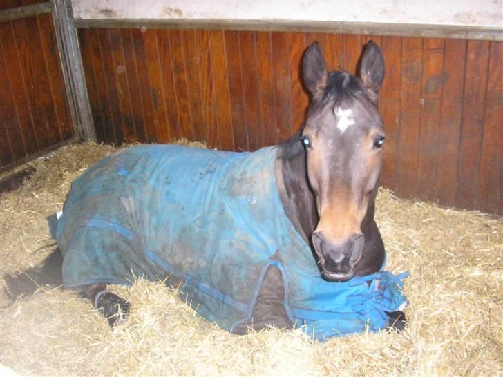 Dansk Varmblod Rob Roy, *DØD* - så træt billede 15