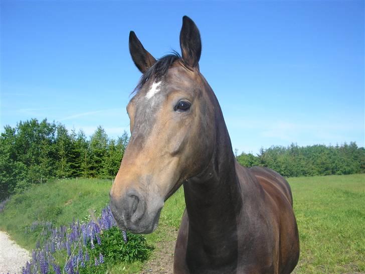 Dansk Varmblod Rob Roy, *DØD* - fold det år han blev aflivet billede 16